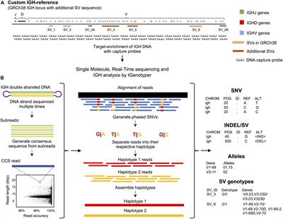 A Novel Framework for Characterizing Genomic Haplotype Diversity in the Human Immunoglobulin Heavy Chain Locus